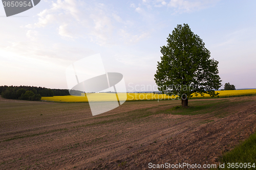 Image of tree in the field  