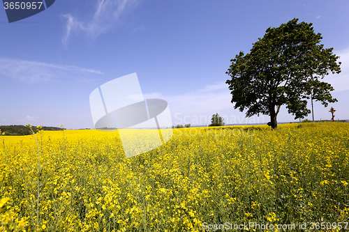Image of tree in the field 