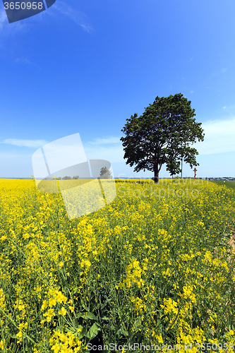 Image of tree in the field 