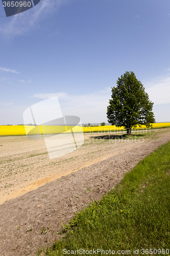 Image of tree in the field  