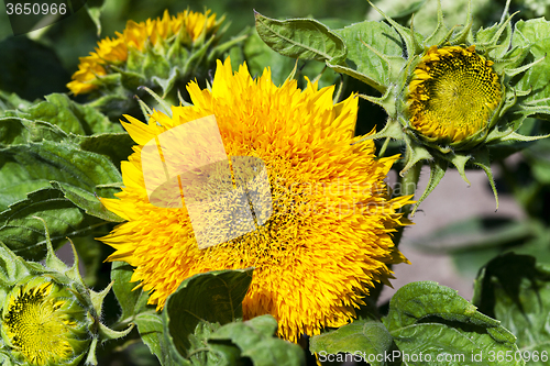 Image of Decorative sunflowers  .  street