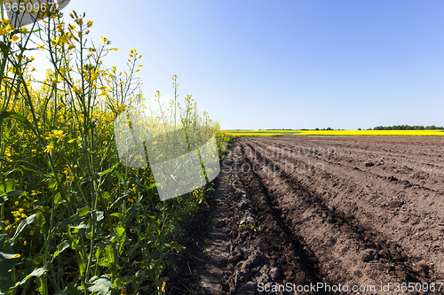 Image of potato field . furrow