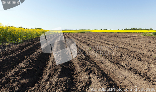 Image of potato field . furrow