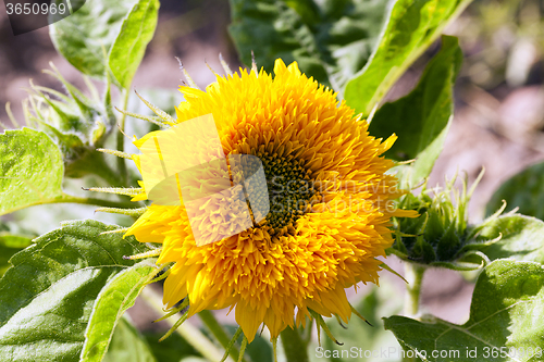 Image of Decorative sunflowers  .  street