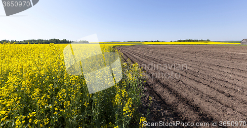 Image of potato field . furrow