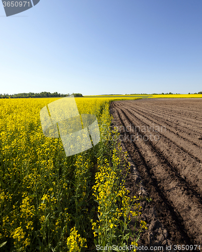 Image of Agriculture . rapeseed field