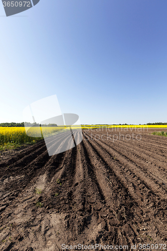 Image of Agriculture.  rapeseed field