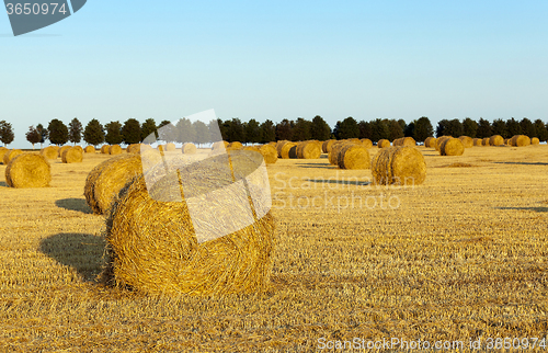 Image of haystacks straw.  cereal