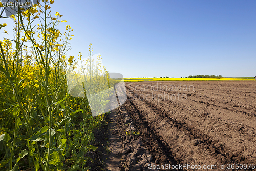 Image of Agriculture . rapeseed field