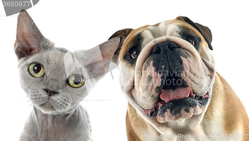 Image of english bulldog and devon rex