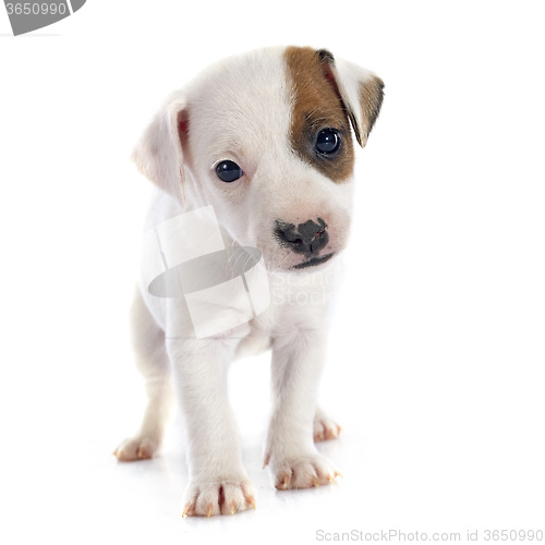 Image of puppy jack russel terrier