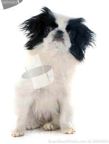 Image of Japanese Chin