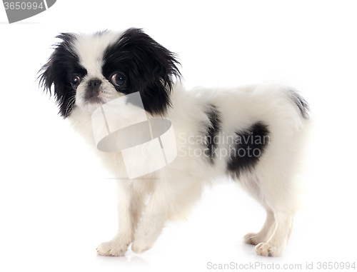 Image of Japanese Chin