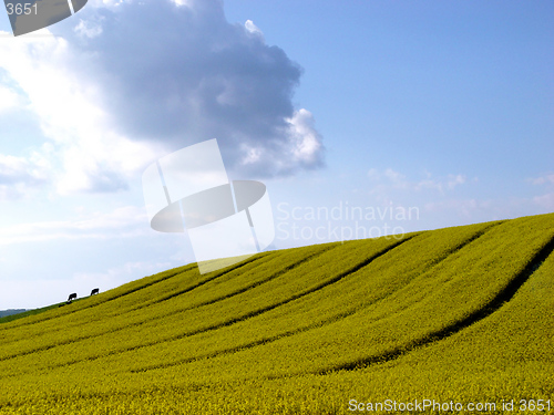 Image of two cows ;o)