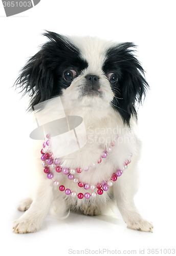 Image of Japanese Chin