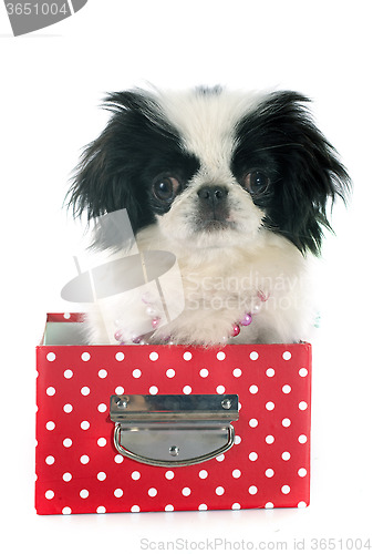 Image of Japanese Chin