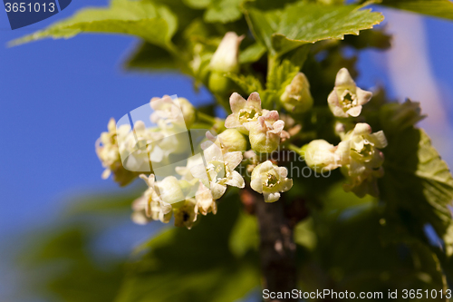 Image of blooming black currant  