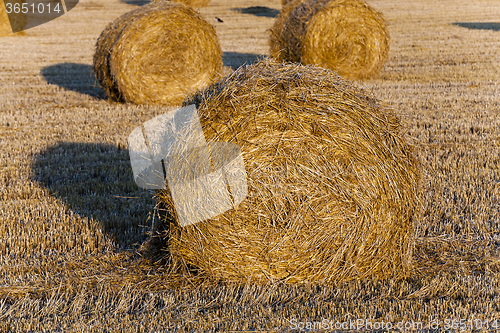 Image of Stack of straw  