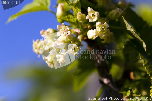 Image of flowering of black currant  