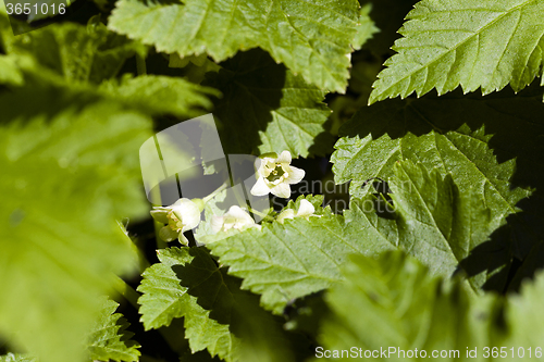 Image of blooming black currant  