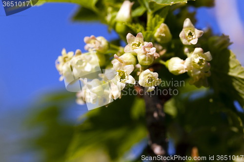 Image of flowering of black currant  