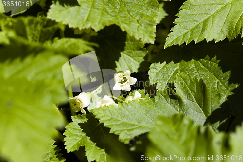 Image of blooming black currant  