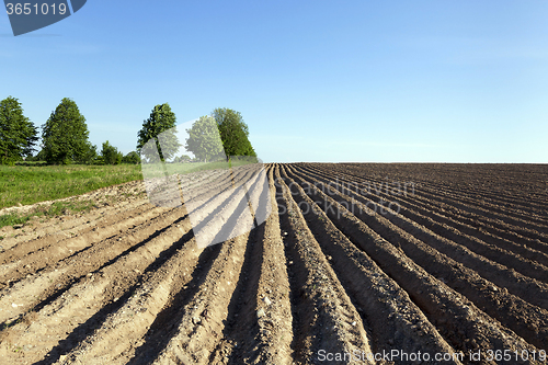 Image of potato field . furrow