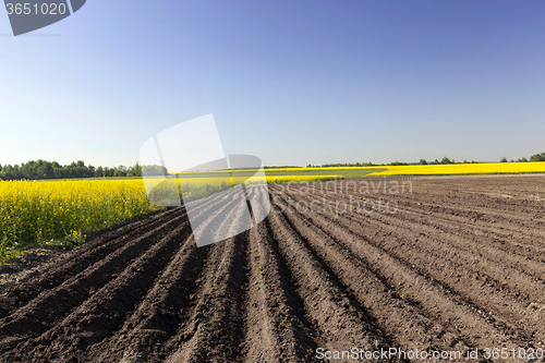 Image of Agriculture.  rapeseed field