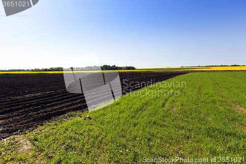 Image of   green grass grows