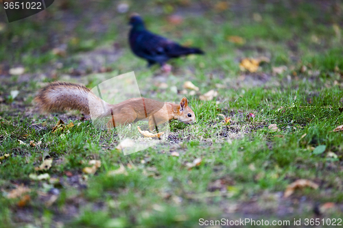 Image of red squirrel .  forest