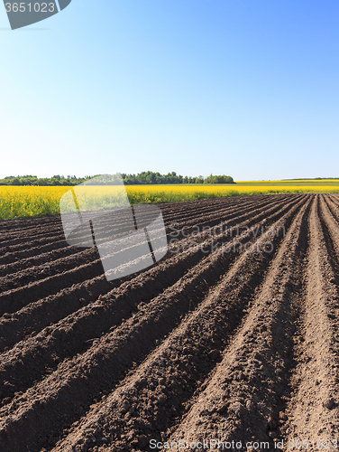 Image of potato field . furrow