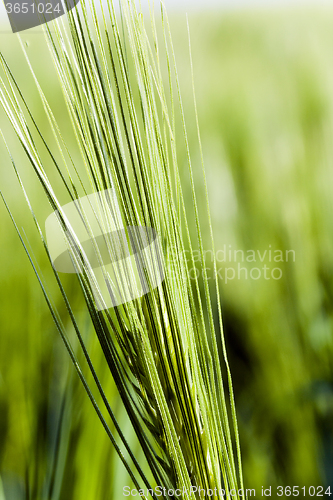 Image of immature cereals . wheat