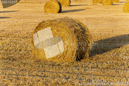 Image of Stack of straw  