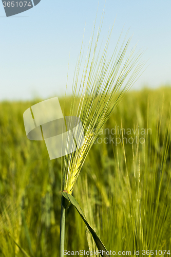 Image of immature cereals.  field