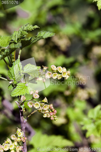 Image of flowering of black currant  