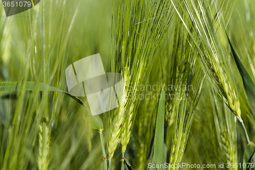 Image of immature cereals . wheat