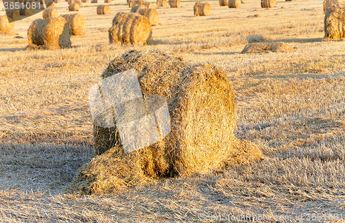 Image of stack of straw in the field  