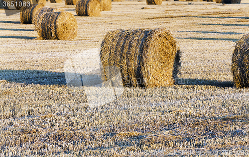 Image of stack of straw in the field  