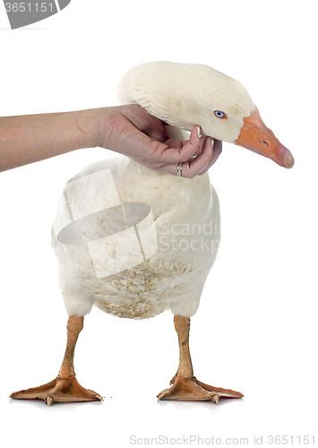 Image of stroking goose