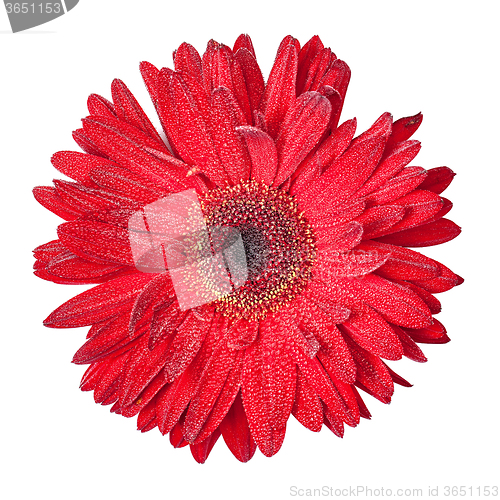 Image of Red Gerbera Flower Isolated