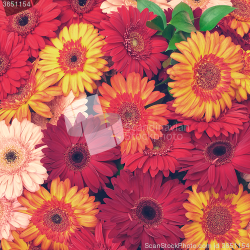 Image of Beautiful Gerbera Flowers Blooming