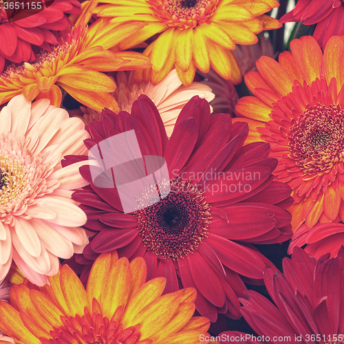 Image of Beautiful Gerbera Flowers Blooming