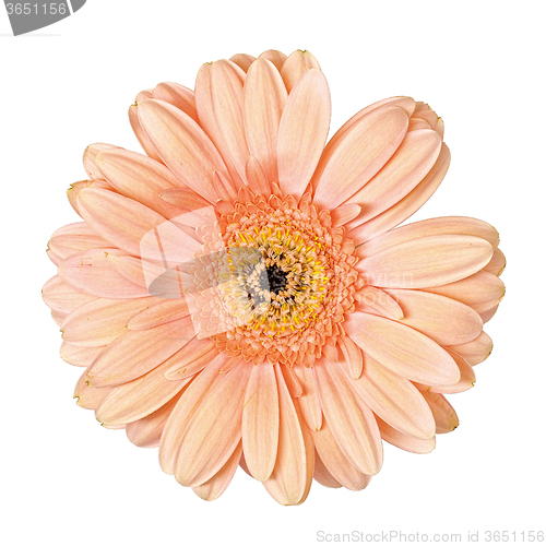 Image of Light Pink Gerbera Flower Isolated