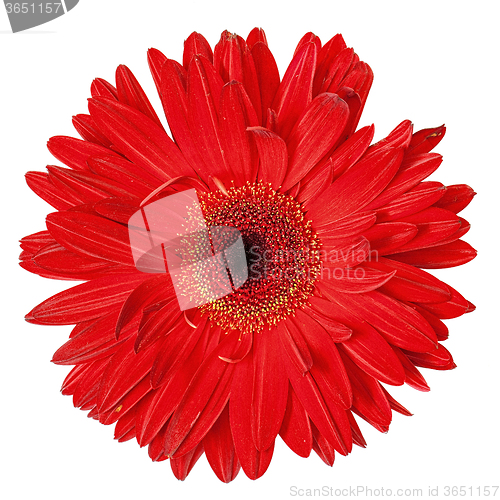 Image of Red Gerbera Flower Isolated