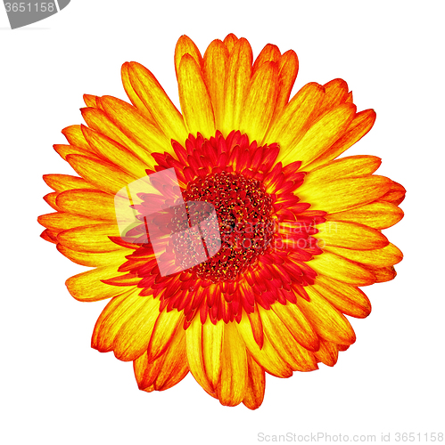 Image of Yellow-Red Gerbera Flower Isolated