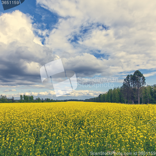 Image of Gorgeous Yellow Canola Field in Forest