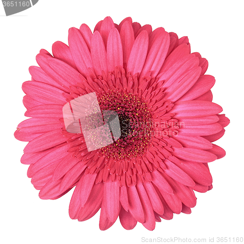 Image of Pink Gerbera Flower Isolated