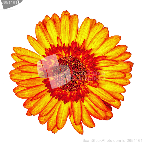 Image of Yellow-Red Gerbera Flower Isolated