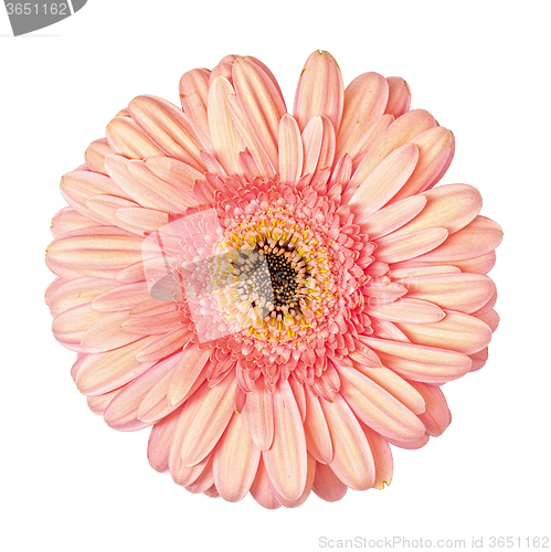 Image of Light Pink Gerbera Flower Isolated