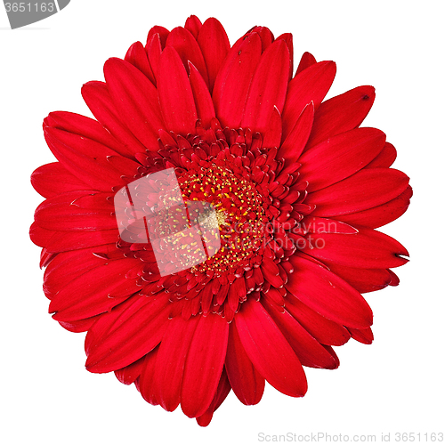 Image of Red Gerbera Flower Isolated